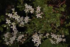 Rosularia rosulata